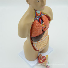 Good service Male cross-section torso model